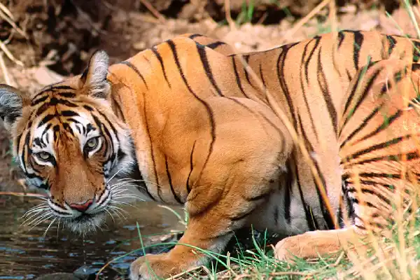 Royal Bengal Tiger during safari in Ranthambore National Park